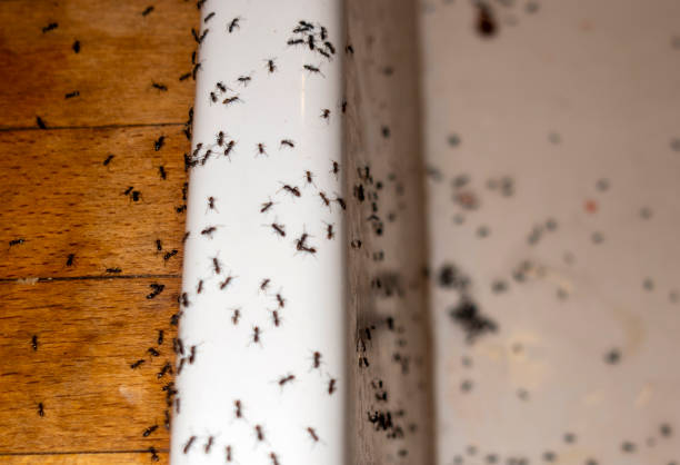Best Termite Control Services  in Ash Flat, AR