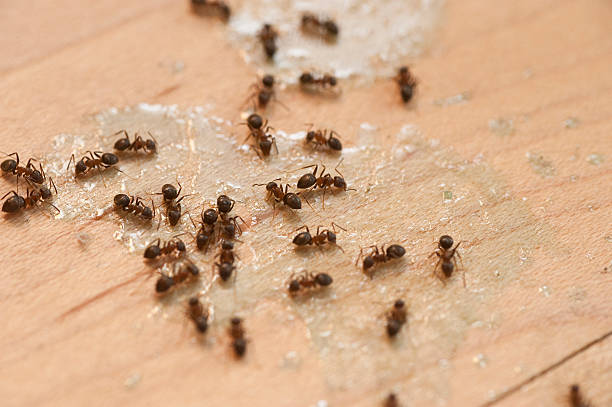 Ash Flat, AR Pest Control Company