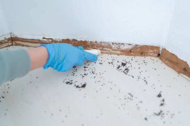 Wasp Removal Services in Ash Flat, AR